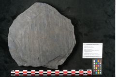 Foto (Objekt + Etikett) von Sigillaria elongata Brongniart (NHMW-GEO-2024-0188-11072)